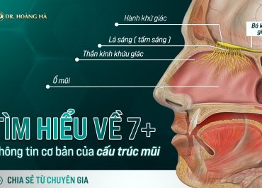 Tìm hiểu về 7+ thông tin cơ bản của cấu trúc mũi - Chia sẻ từ chuyên gia